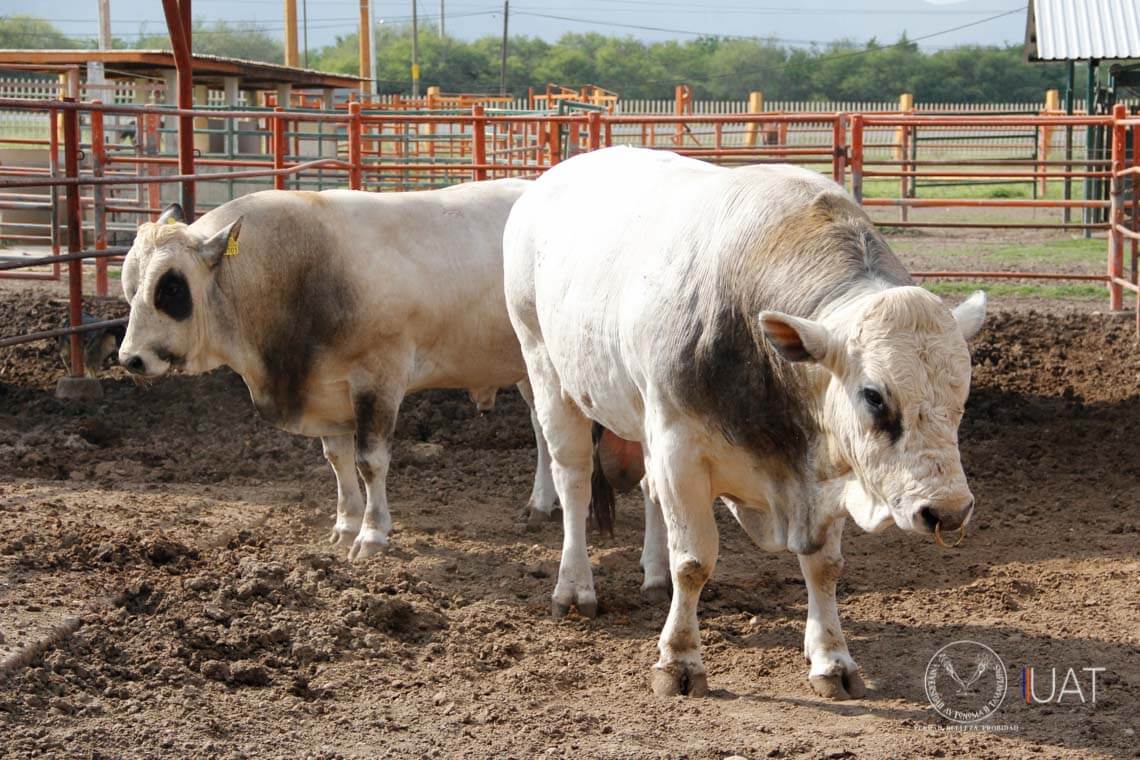 Impulsa la FMVZ-UAT proyecto sobre rabia paralítica bovina
