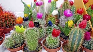 Plantas que reducen el estrés y fomentan la productividad