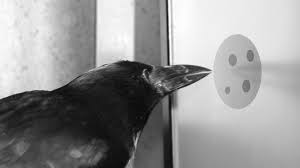 Cómo los animales recurren a las matemáticas para sobrevivir