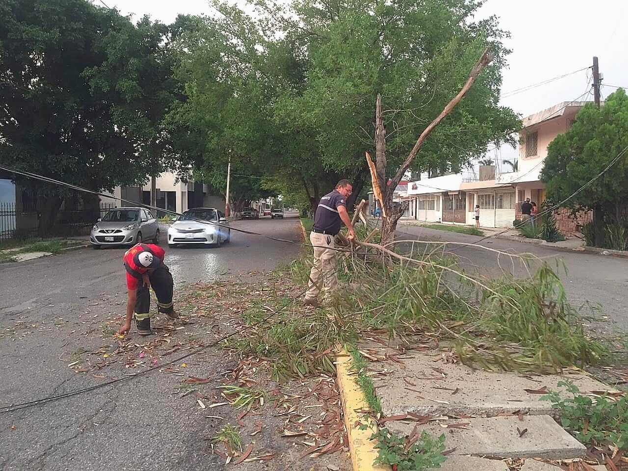 Retira municipio árboles caídos por ventarrón