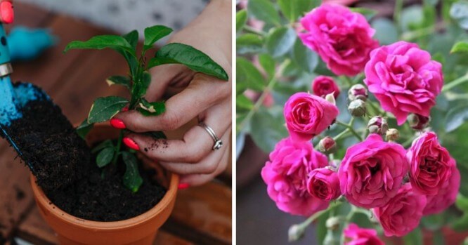 4 trucos para hacer florecer tus plantas TODO el AÑO y más RÁPIDO