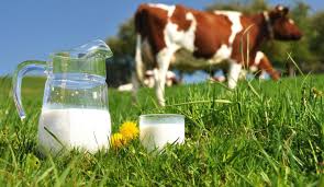 Mitos sobre el consumo de la leche