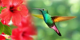 Los colibríes ven colores que los humanos sólo pueden imaginar