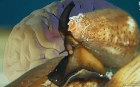 Veneno de caracol marino podría combatir alzheimer y parkinson
