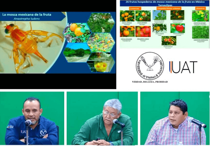 Desarrolla la UAT webinar sobre la mosca de la fruta y medidas fitosanitarias