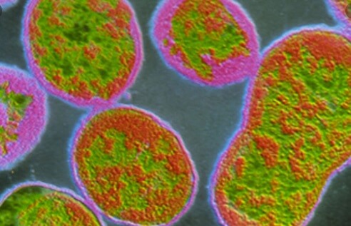 ¡Nueva alerta en China! Reportan 10 mil casos de una enfermedad bacteriana