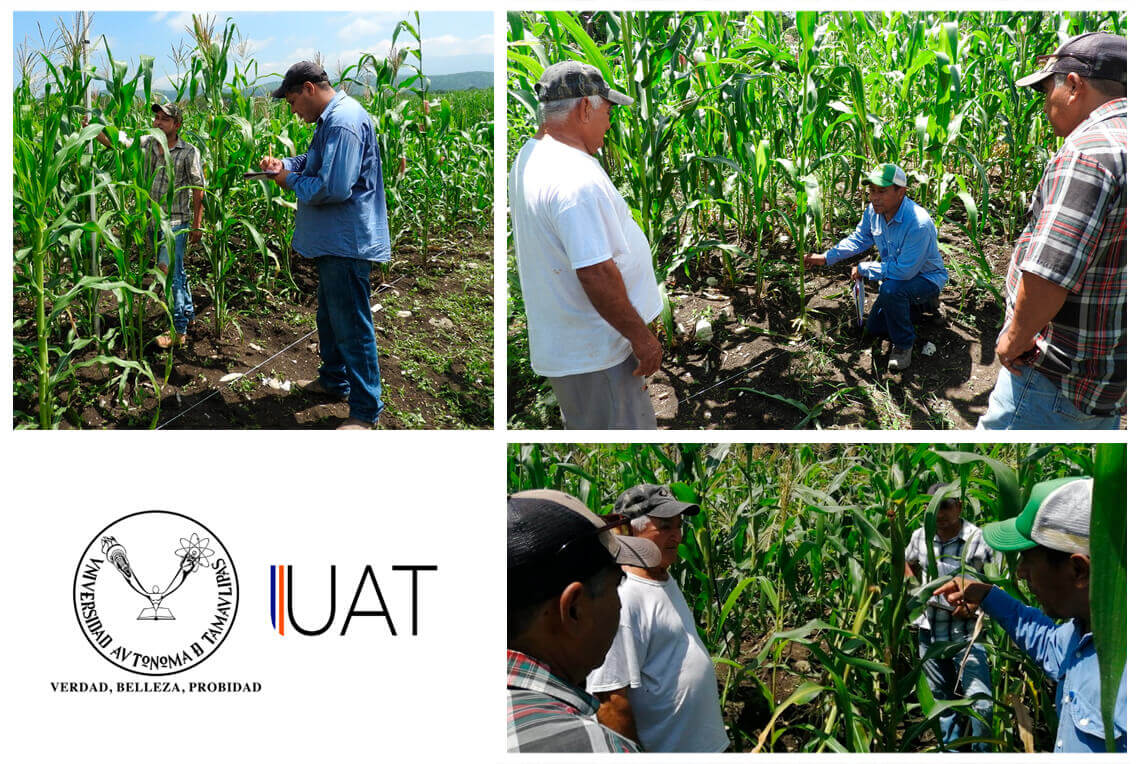 Impulsa UAT proyecto para la siembra de maíz nativo en Tamaulipas