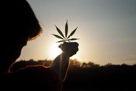 Cannabis podría prevenir el coronavirus en las células humanas, según estudio