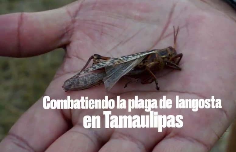 Son citricultores principales afectados por la langosta en Tamaulipas