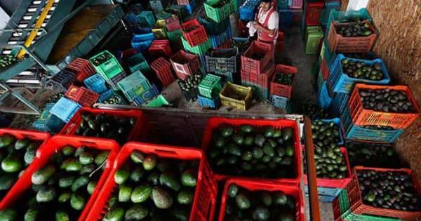 México reclama a Estados Unidos su veto al aguacate