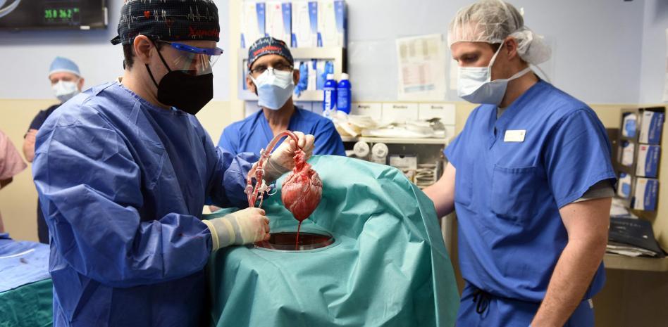 Fallece el primer paciente en recibir un corazón de cerdo: esto sabemos del caso
