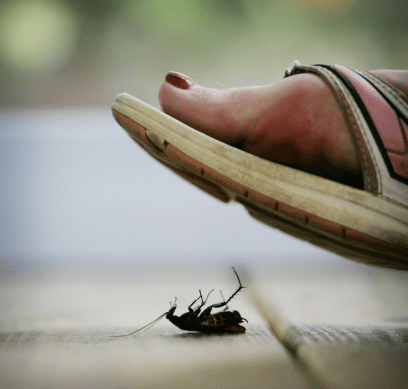 ¿Por qué nunca debes pisar una cucaracha?