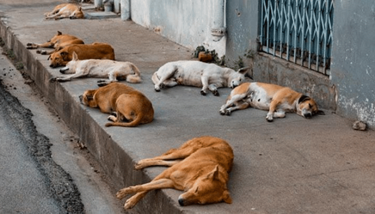 Piden a Fiscalía actuar contra agresores de perritos