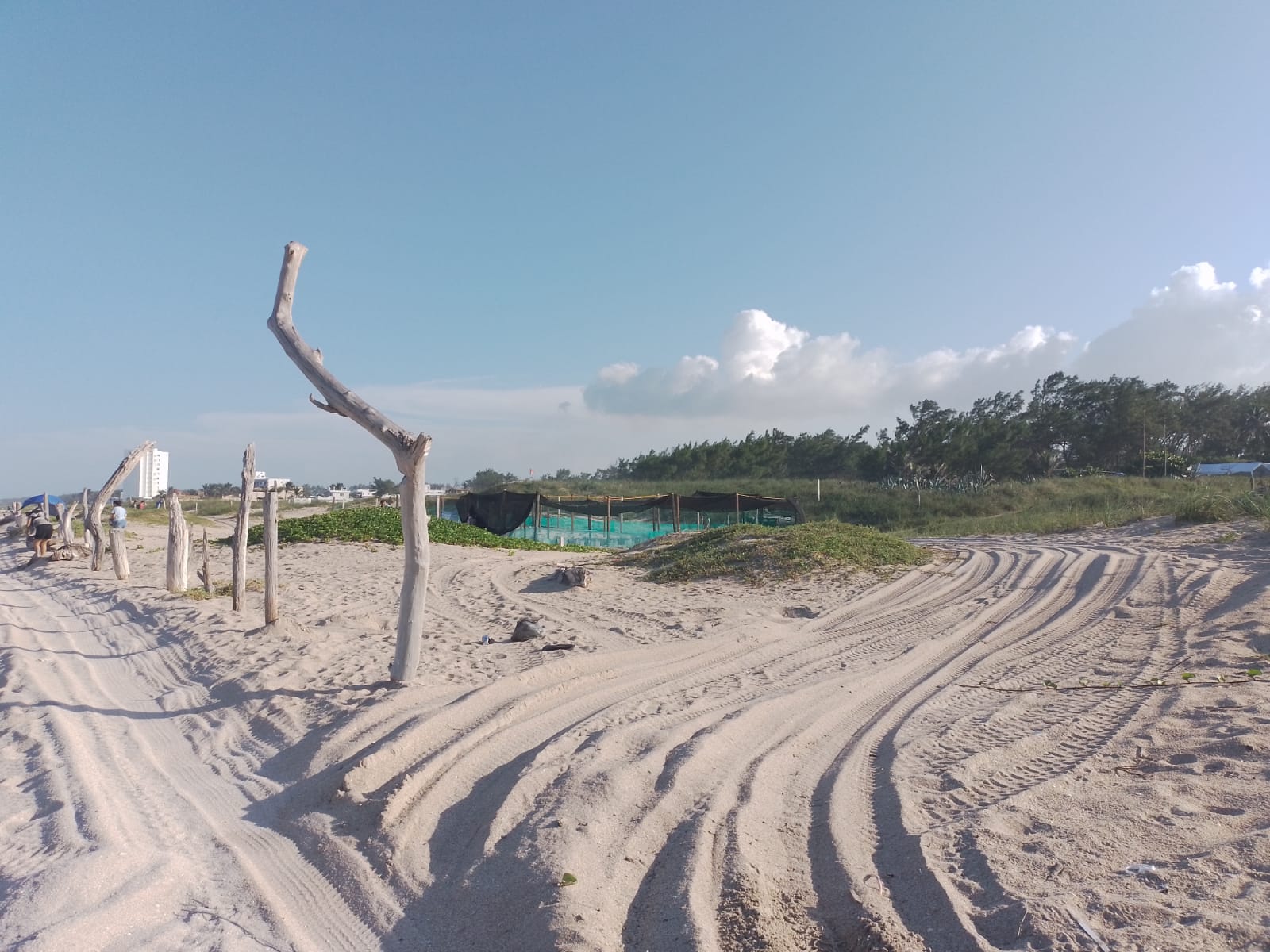Abandonan a su suerte a nidos en campo tortuguero de Playa Escondida