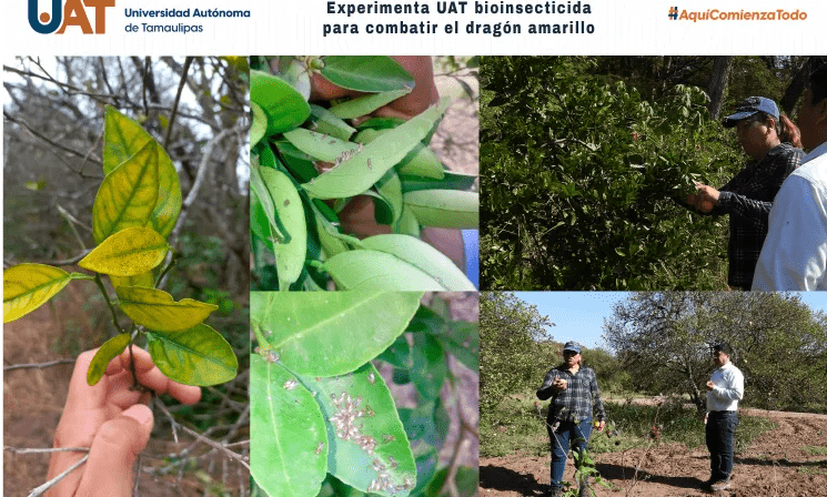 Experimenta UAT bioinsecticida para combatir el dragón amarillo