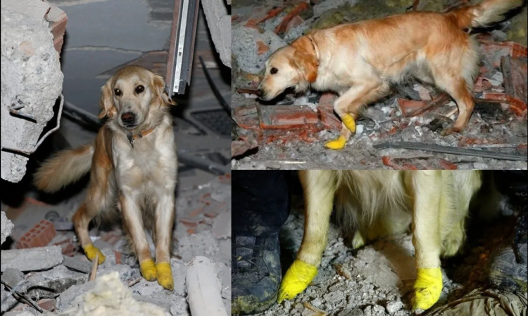 Kopuk, perrito que sigue rescatando a personas en Turquía a pesar de tener cortaduras en sus patas