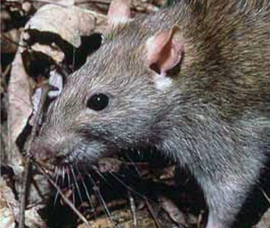 Cabeza de Vaca dejó al Estado hundido en la pobreza