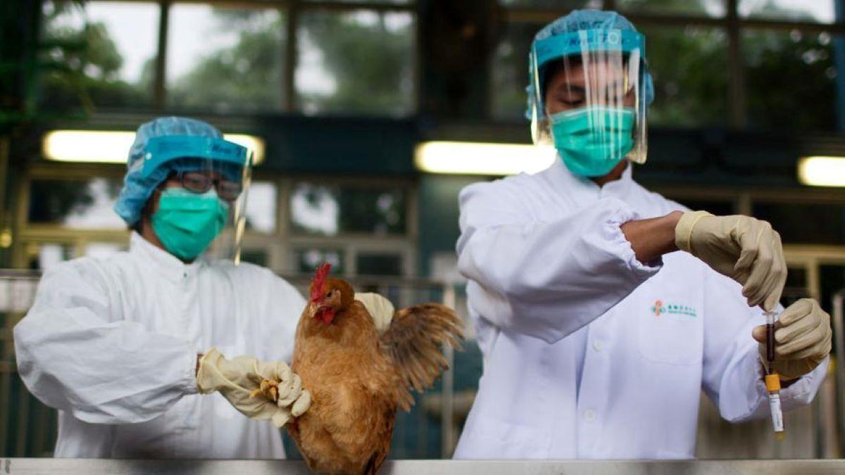 OMS confirma primeros casos y muerte por  gripe aviar H3N8 en China