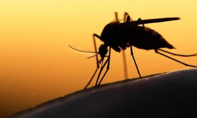 Tamaulipas en riesgo de que el mosquito del dengue haga de las suyas