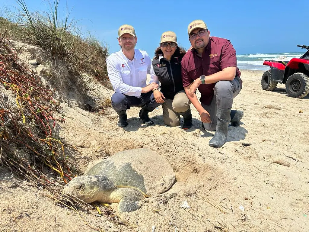 Avanzan labores conservación tortuga lora