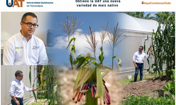 Obtiene la UAT una nueva variedad de maíz nativo