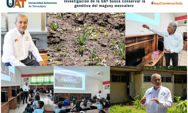 Investigación de la UAT busca conservar la genética del maguey mezcalero