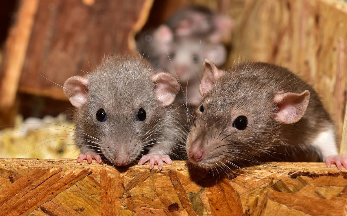 París pierde la guerra contra las ratas y busca «convivencia pacífica»