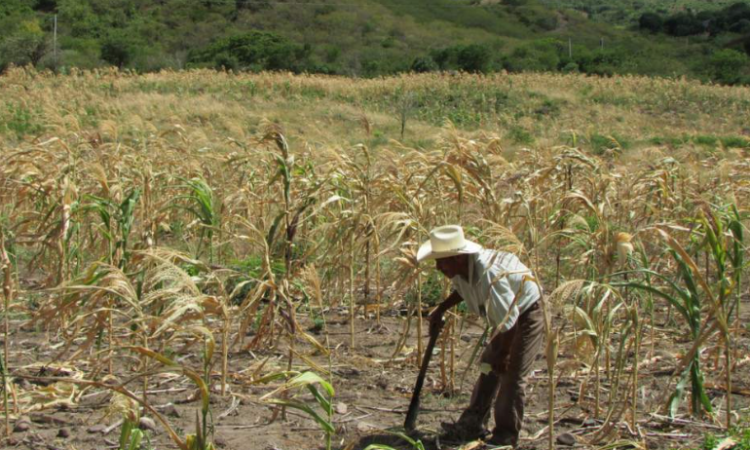 Con desaparición de Financiera Rural, dejan seco al campo mexicano