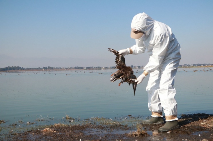 Investigan la muerte de cientos de aves en el Pacífico mexicano