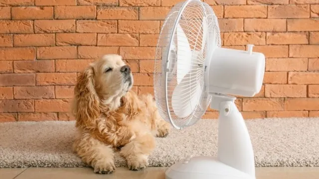 Protege así a tu mascota del intenso calor