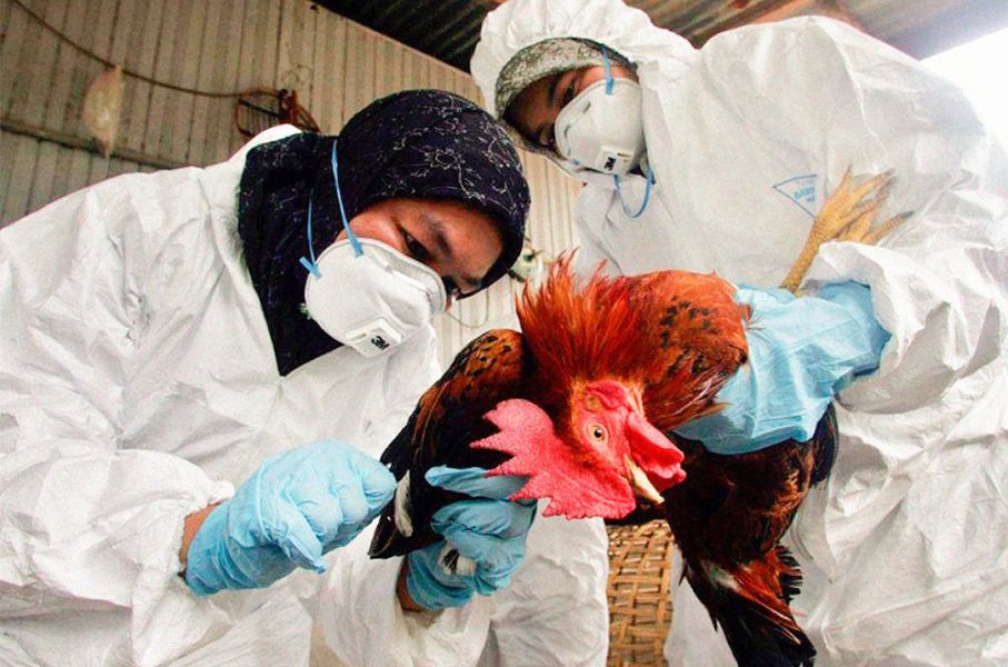 Virus de gripe aviar puede mutar para infectar mas fácilmente a los humanos advierte la OMS