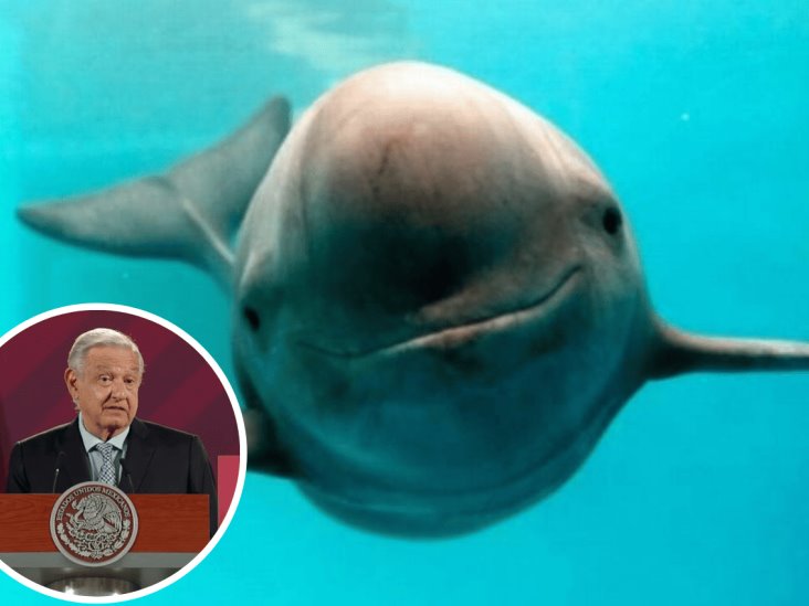 López Obrador agradece a Biden no aplicar sanciones económicas por vaquita marina