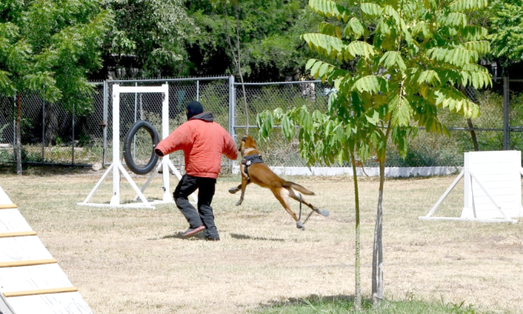 Desempeñan elementos caninos labor destacada dentro de la Guardia Estatal