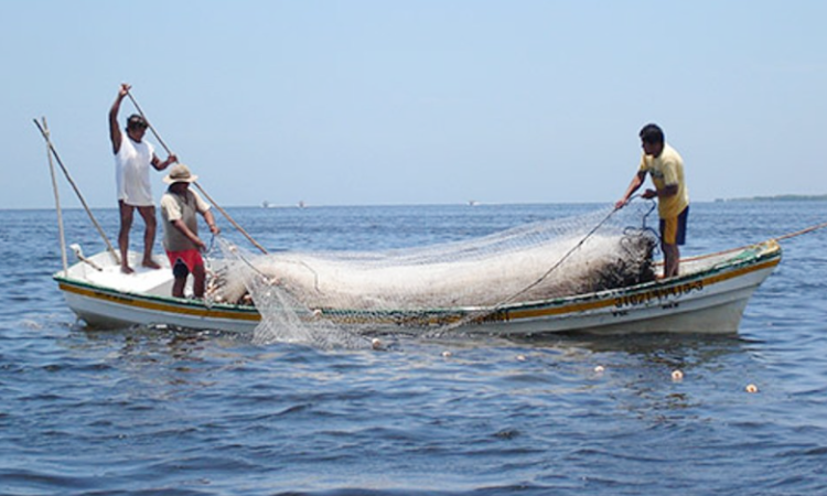 Depuran censo de pescadores e incluyen a los denominados “libres”