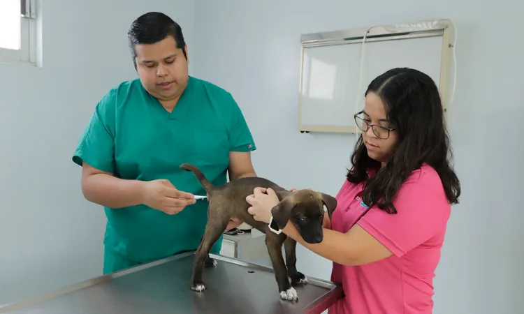 Hospital veterinario de la UAT ofrece servicios de calidad a bajo costo