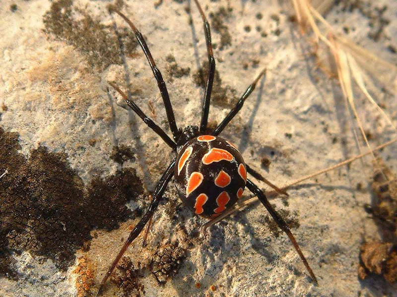 Niño se dejo picar por una viuda negra, quería convertirse en Spider-Man