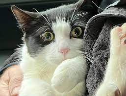 Pareja de Alaska se reencuentra con su gato 26 días después de que su casa se desplomó sobre un río