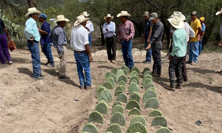 Capacitan a productores agropecuarios mediante el Programa de Extensionismo Rural