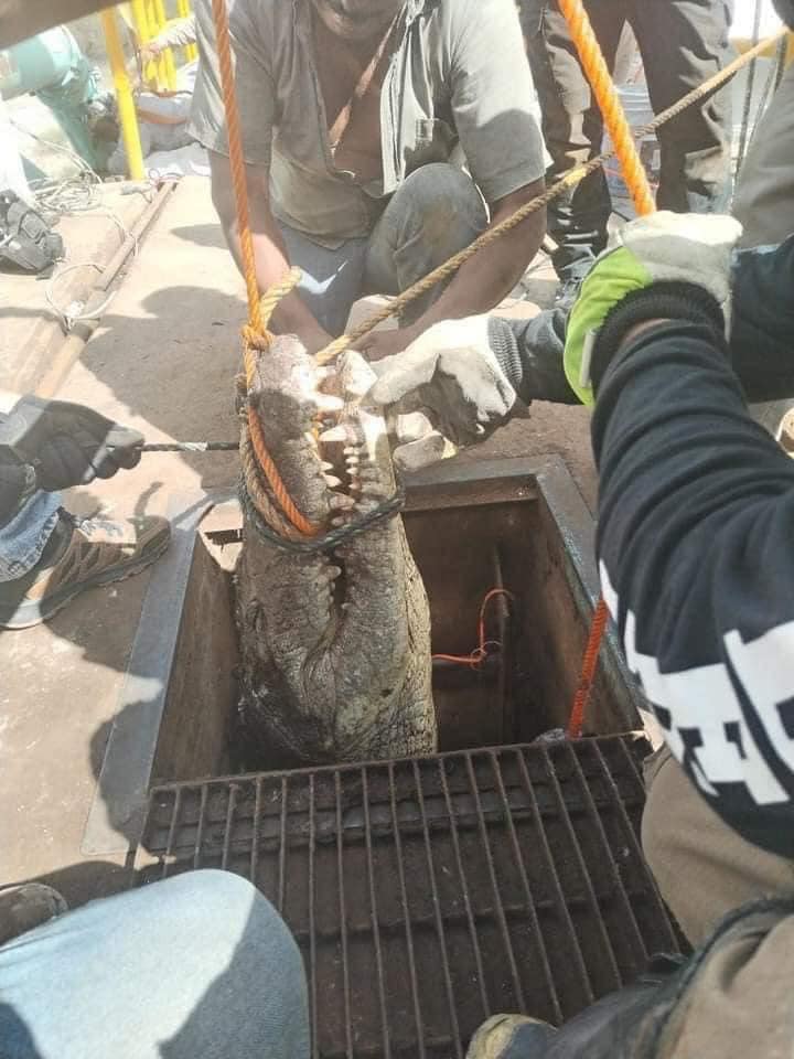 Rescatan a cocodrilo atrapado en tubería de Cd. Victoria