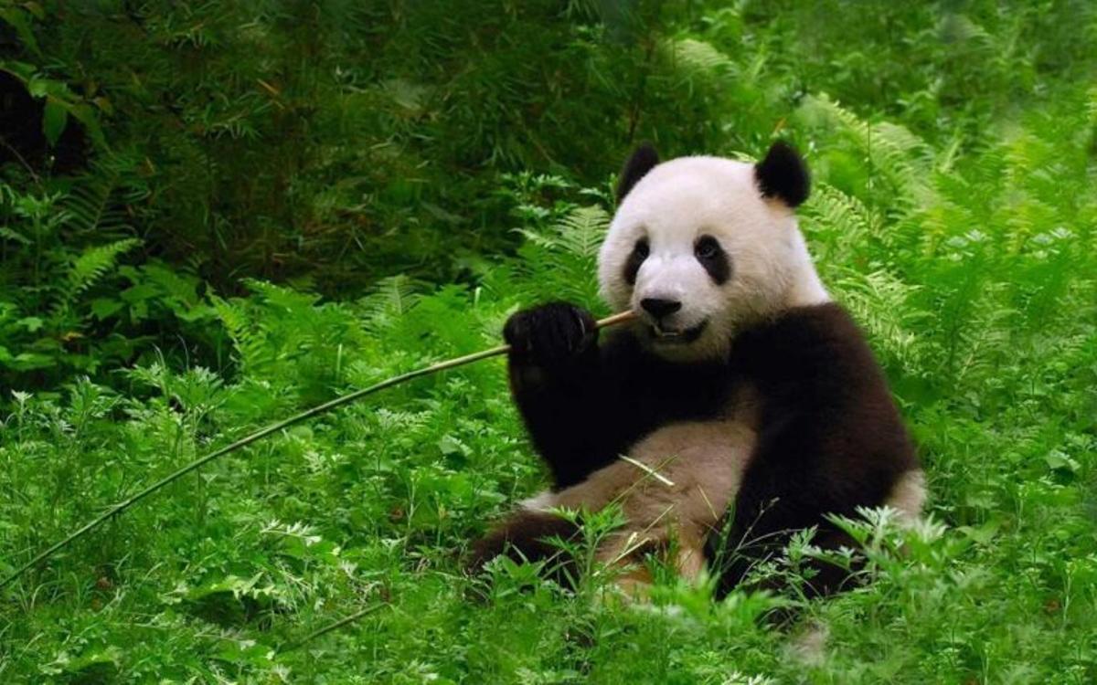 El presidente de China indica que se enviarán más pandas a Estados Unidos