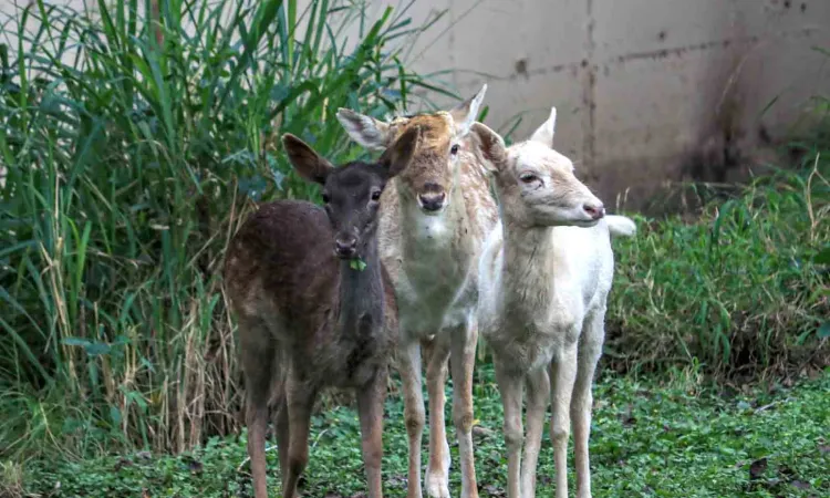 Llegan al Zoológico Tamatán ejemplares en donación del Zoo de Nuevo Laredo