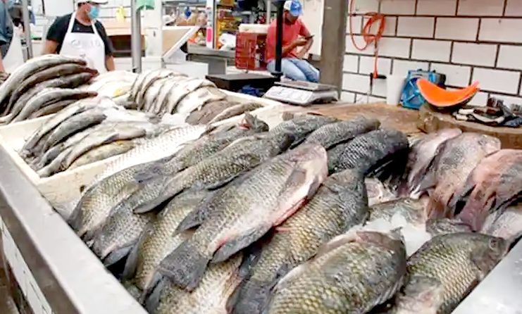 Decomisan mariscos en operativo de cuaresma