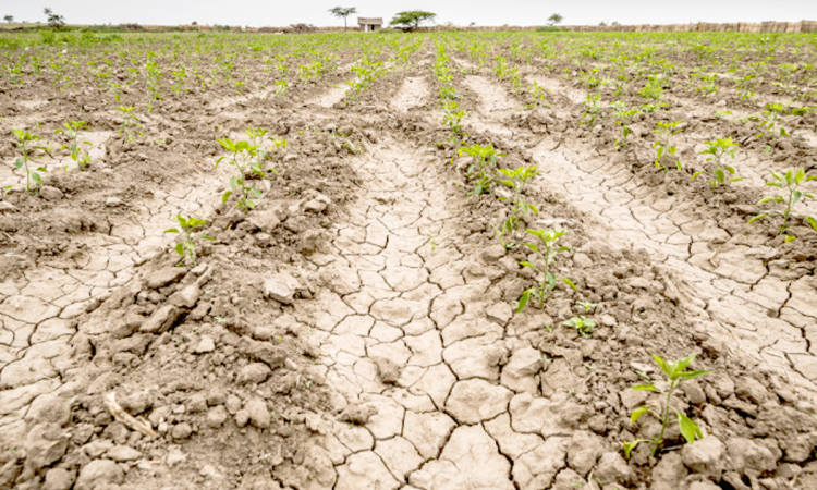 Sequía afecta la producción de alimentos