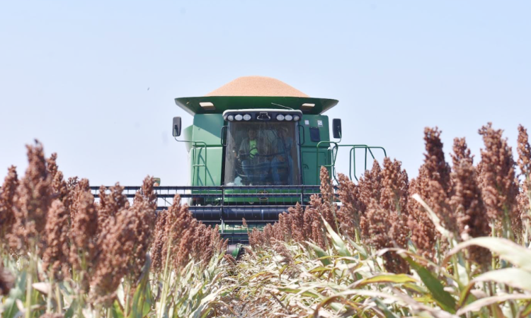 Amagan productores de sorgo con nuevos bloqueos carreteros
