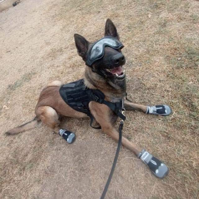 Constante capacitación de manejadores y caninos de la SSPT