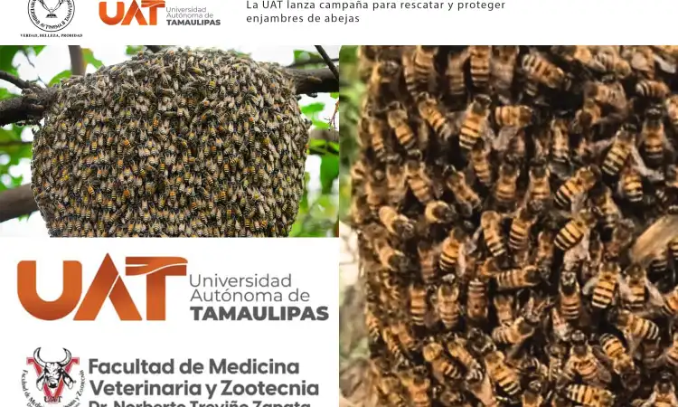 La UAT lanza campaña para rescatar y proteger enjambres de abejas