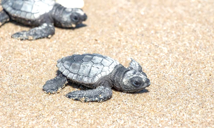En Tamaulipas, protegieron de «Alberto» a 160 mil huevos de tortuga Lora