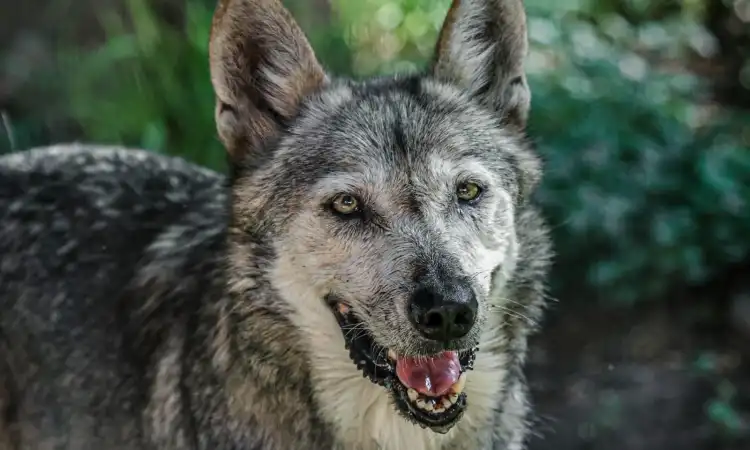 Disfruta de más de 100 especies en el zoológico Tamatán estas vacaciones