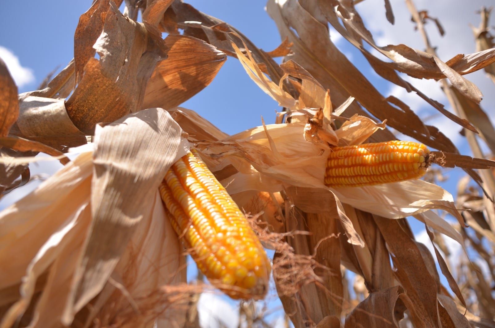 Ponen a disposición de los productores de maíz el Programa de Precios de Garantía