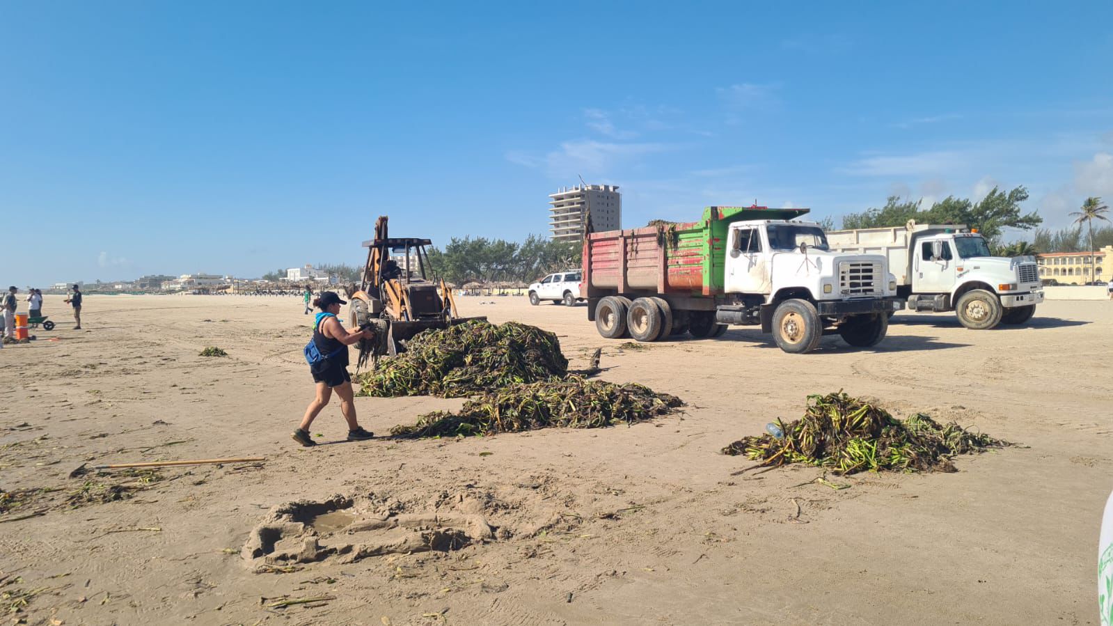 Contribuye Turismo con maquinaria para limpieza de lirio en playa Miramar